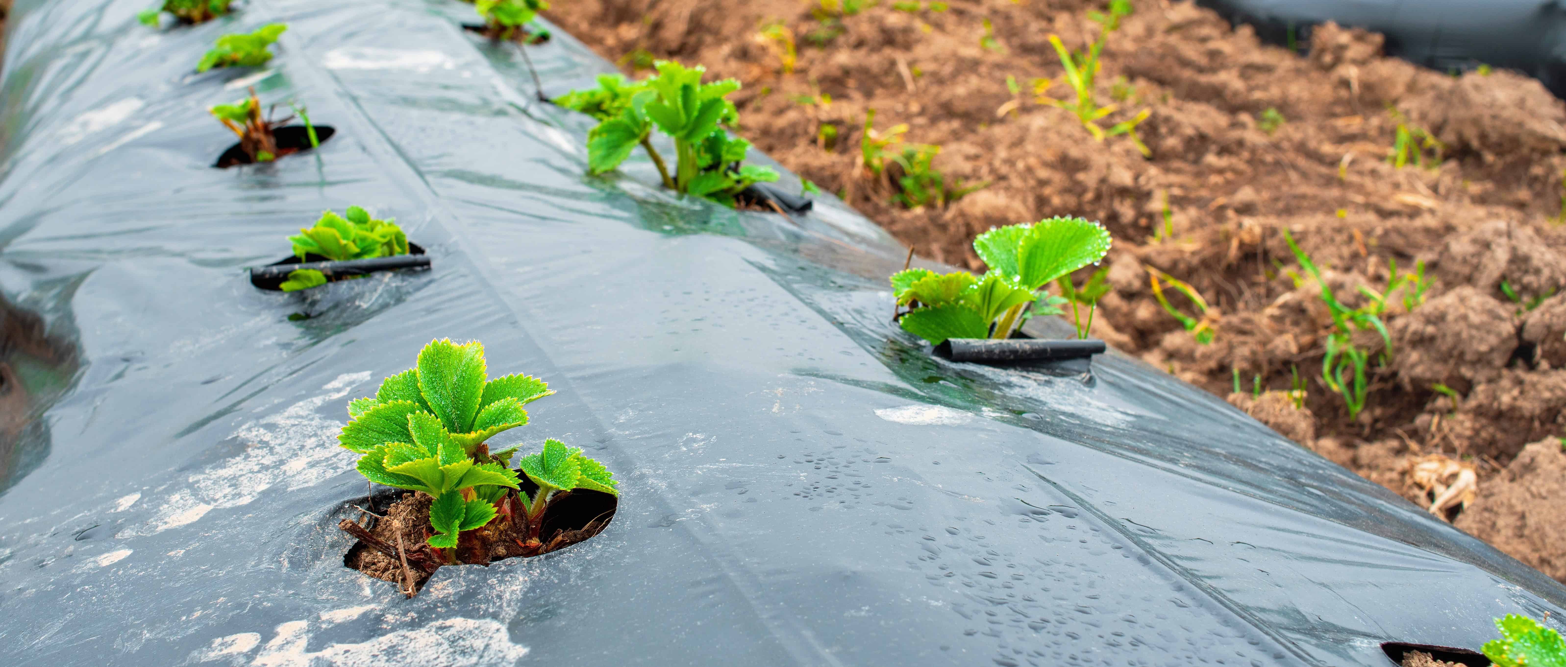 Plastic mulch cover algricultural film